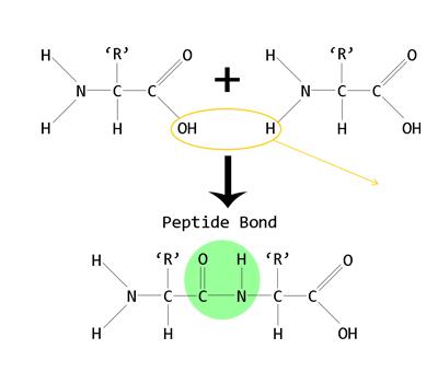Formation of a dipeptide